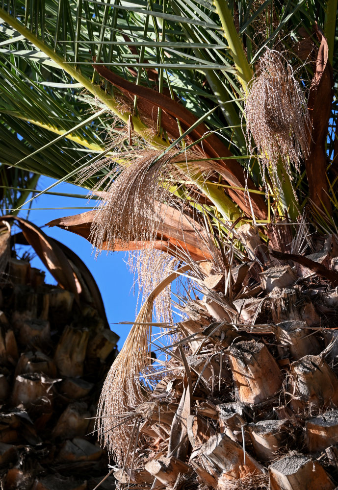 Image of Phoenix canariensis specimen.