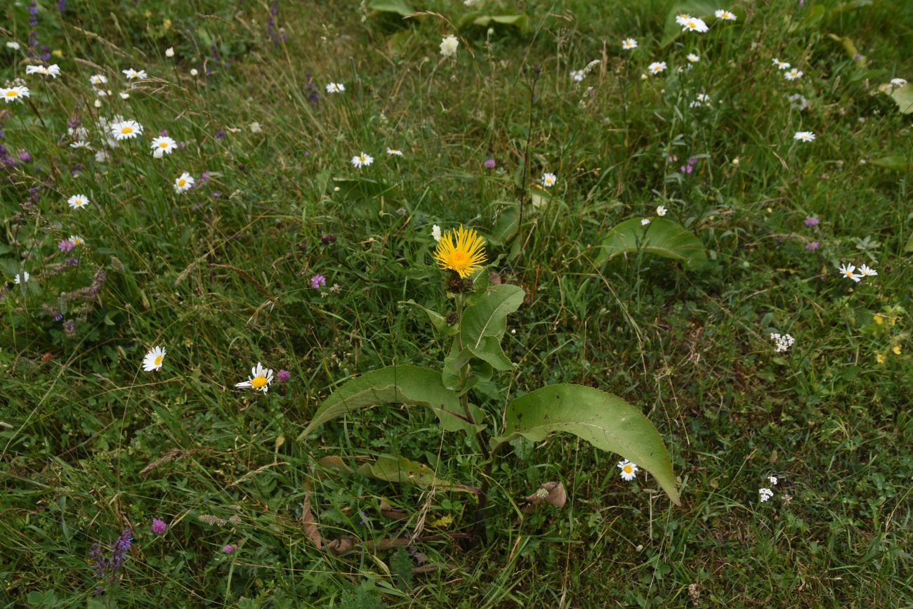 Image of Inula helenium specimen.