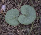 Asarum europaeum. Листья. Владимирская обл., Александровский р-н, окр. с. Старая Слобода, сосновый бор, крутой песчанный слабо задернованный склон. 11.06.2022.