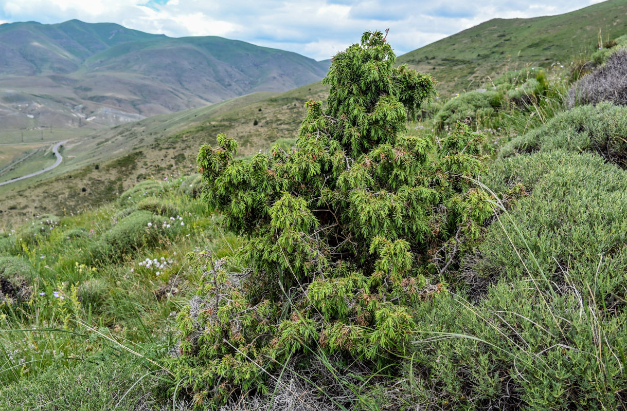 Изображение особи Juniperus oblonga.