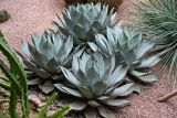 Agave parryi