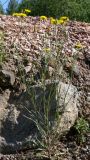 Crepis tectorum