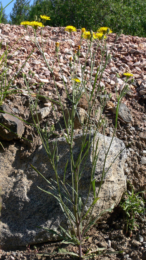 Изображение особи Crepis tectorum.