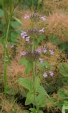 Clinopodium caucasicum