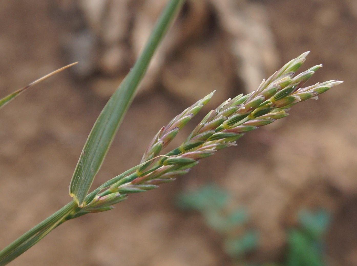 Image of genus Elytrigia specimen.