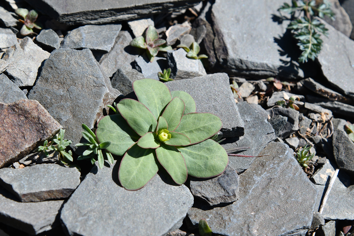 Image of Euphorbia rapulum specimen.
