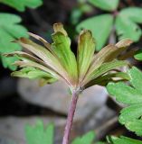 Anemone banketovii