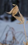 Vincetoxicum hirundinaria. Верхушка сухого побега. Башкортостан, Учалинский р-н, Новобайрамгуловский сельсовет, окр. дер. Мусино, нижняя часть склона горы Рястокташ, под берёзой. 5 ноября 2022 г.