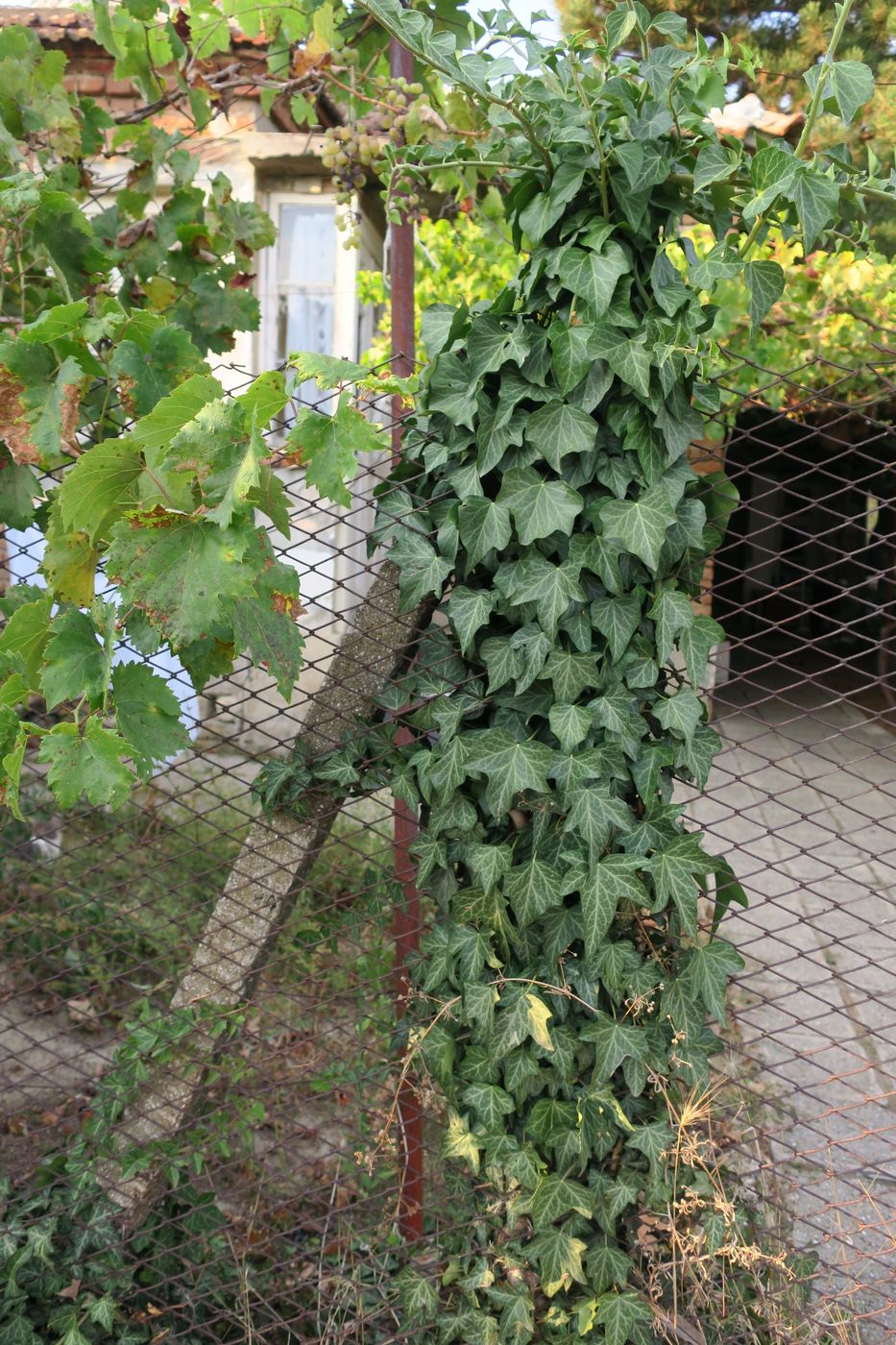 Image of Hedera helix specimen.