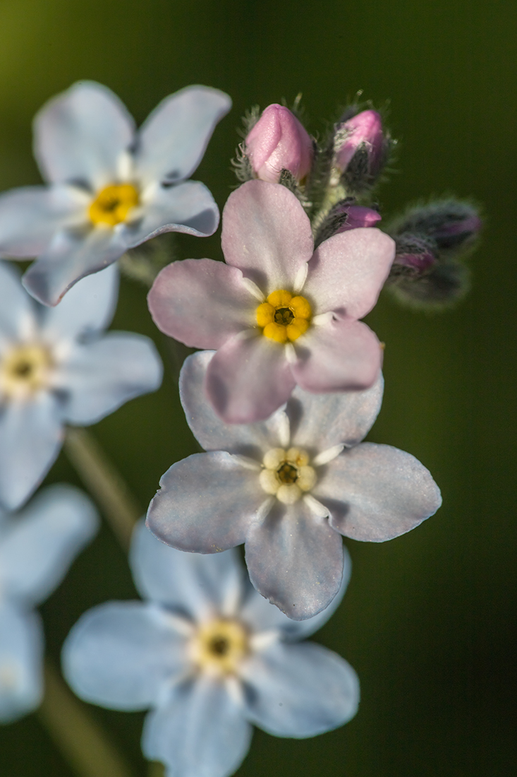 Изображение особи Myosotis popovii.