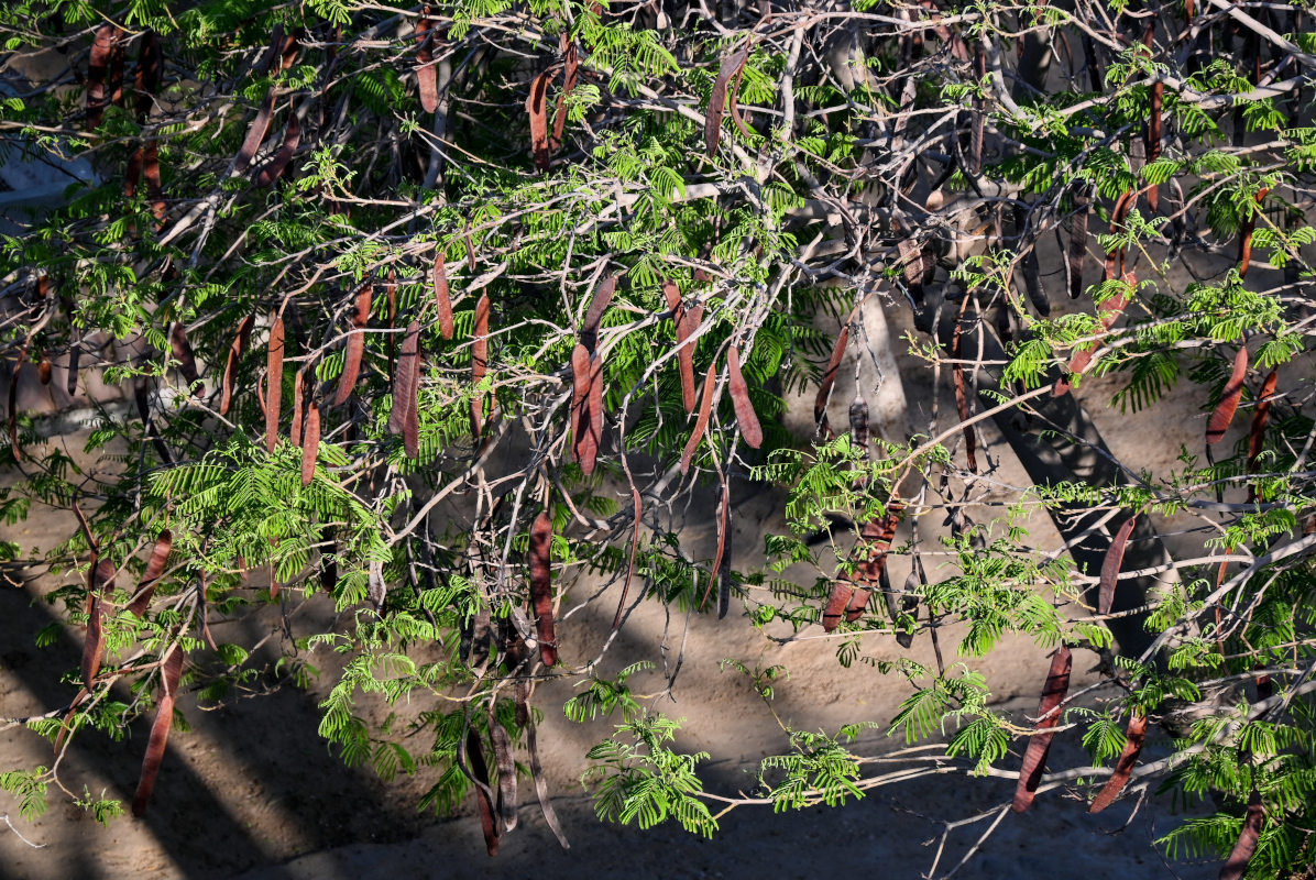 Image of Delonix regia specimen.