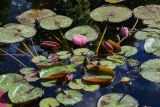 Nymphaea &times; marliacea