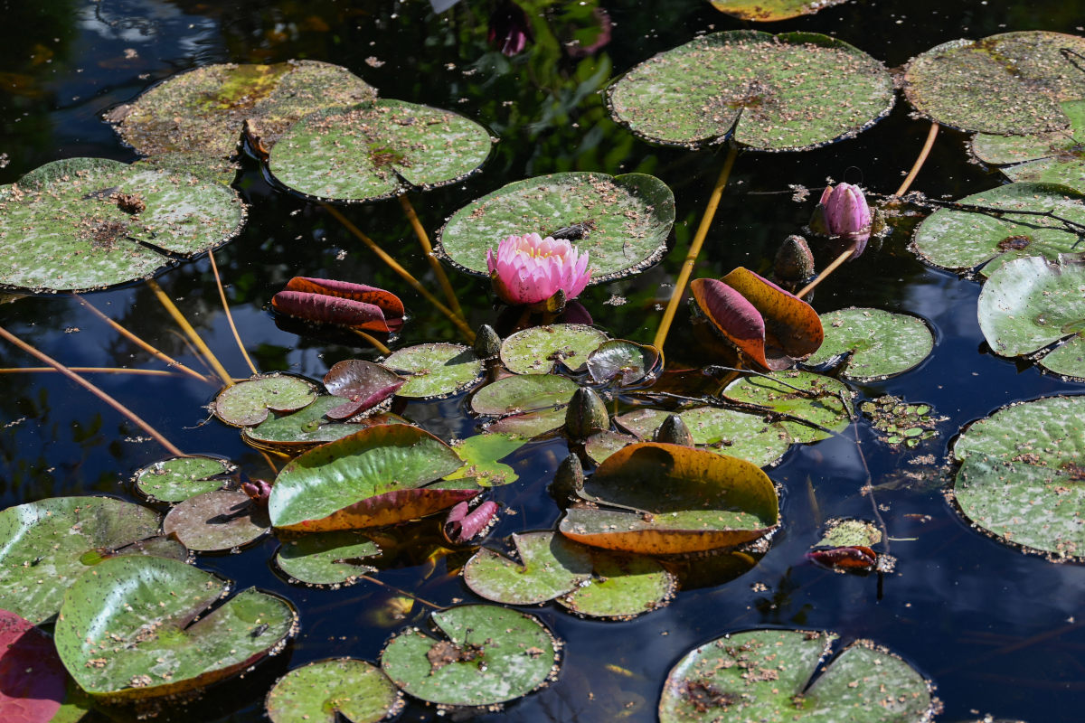 Image of Nymphaea &times; marliacea specimen.