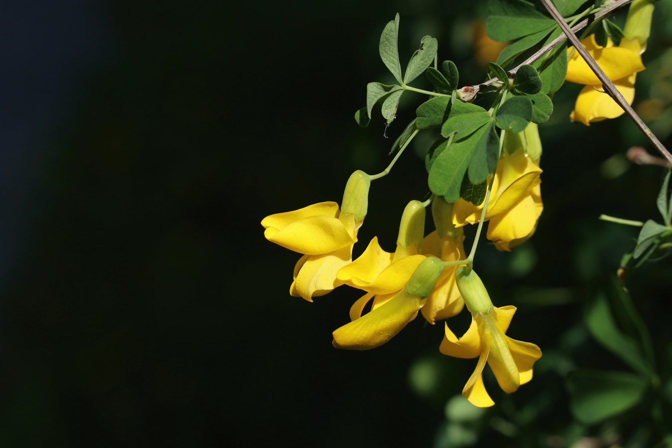 Image of Caragana frutex specimen.
