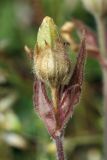 Melandrium dioicum. Верхушка побега с плодом. Мурманская обл., окр. пос. Дальние Зеленцы, восточный берег Дальнезеленецкой губы, эродированный приморский склон. 04.08.2010.
