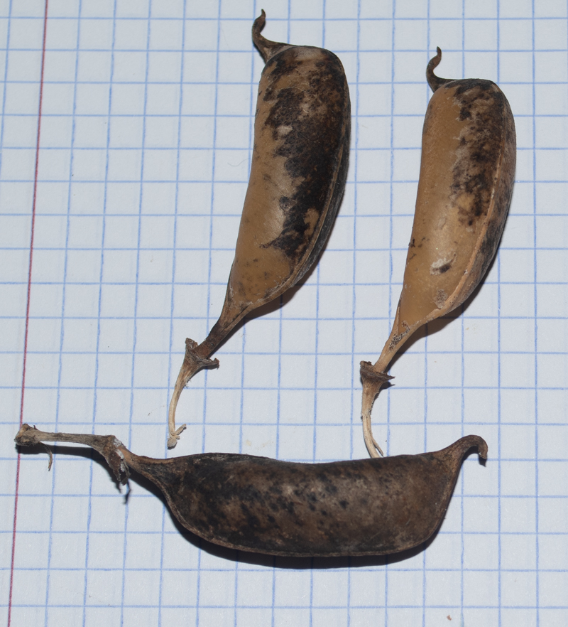 Изображение особи Crotalaria grahamiana.