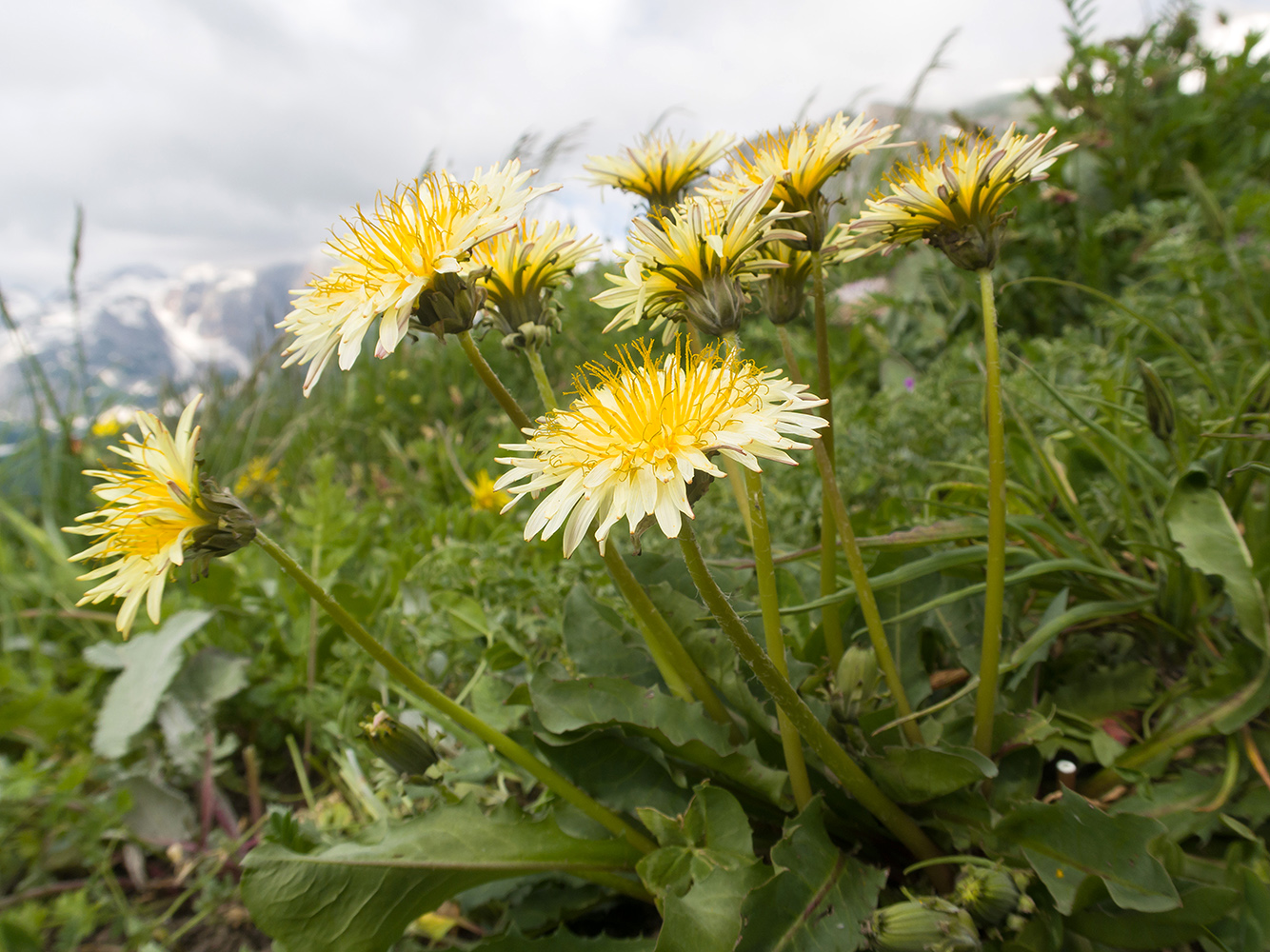 Image of Taraxacum confusum specimen.