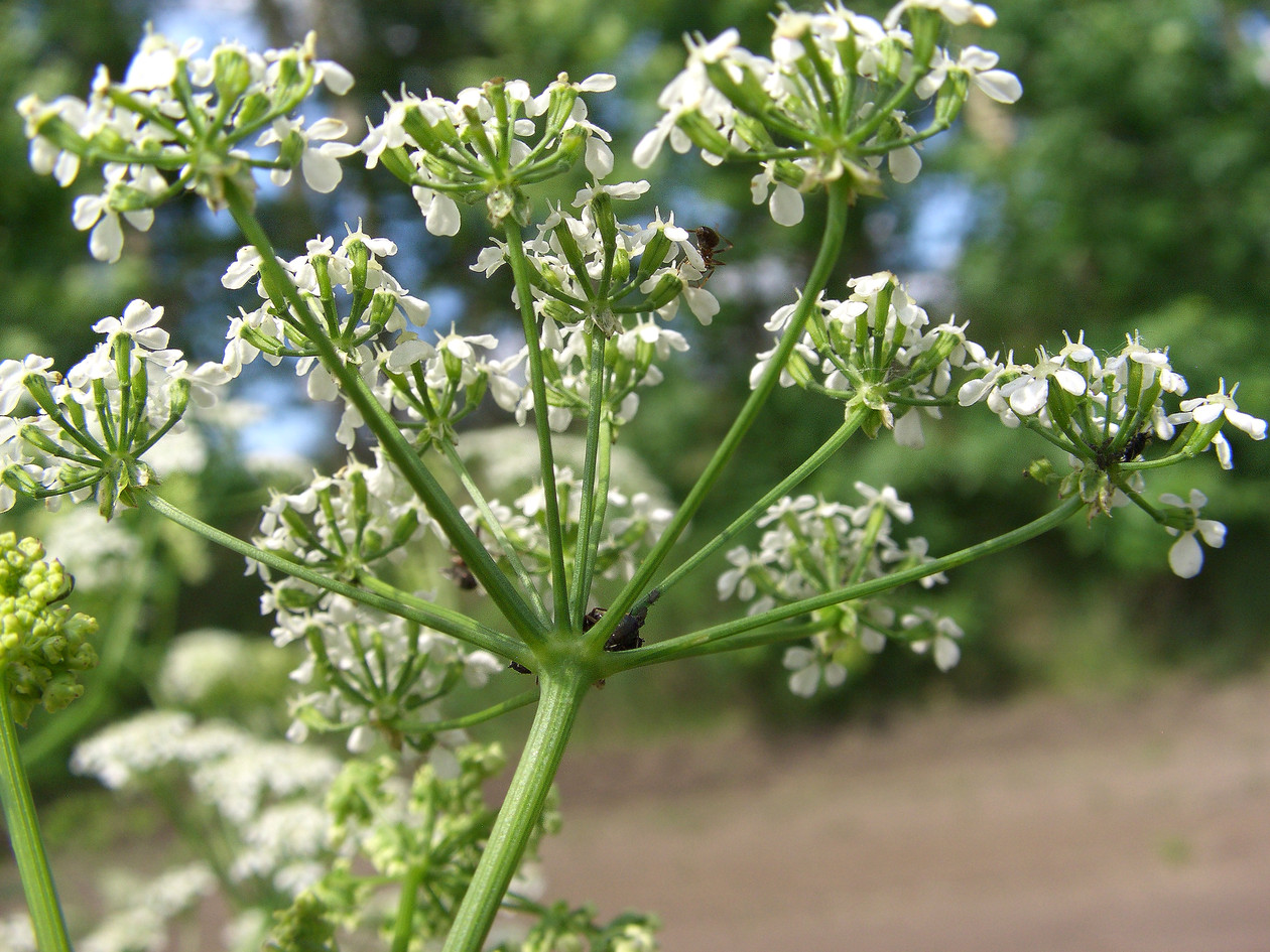 Image of Anthriscus sylvestris specimen.