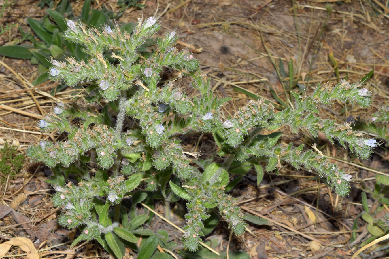 Image of Echium biebersteinii specimen.