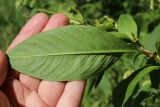 Persicaria scabra