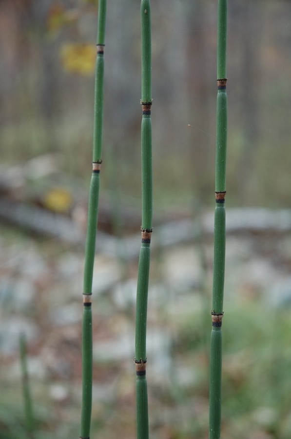 Изображение особи Equisetum hyemale.