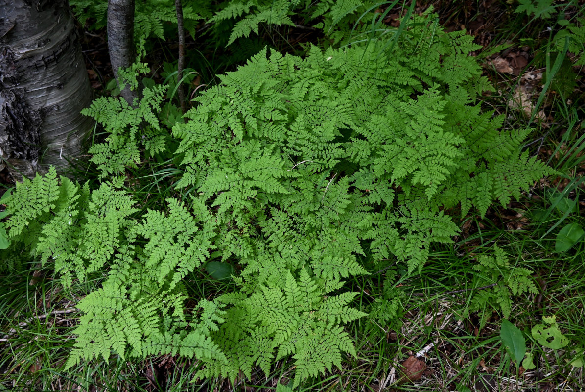 Изображение особи Dryopteris amurensis.