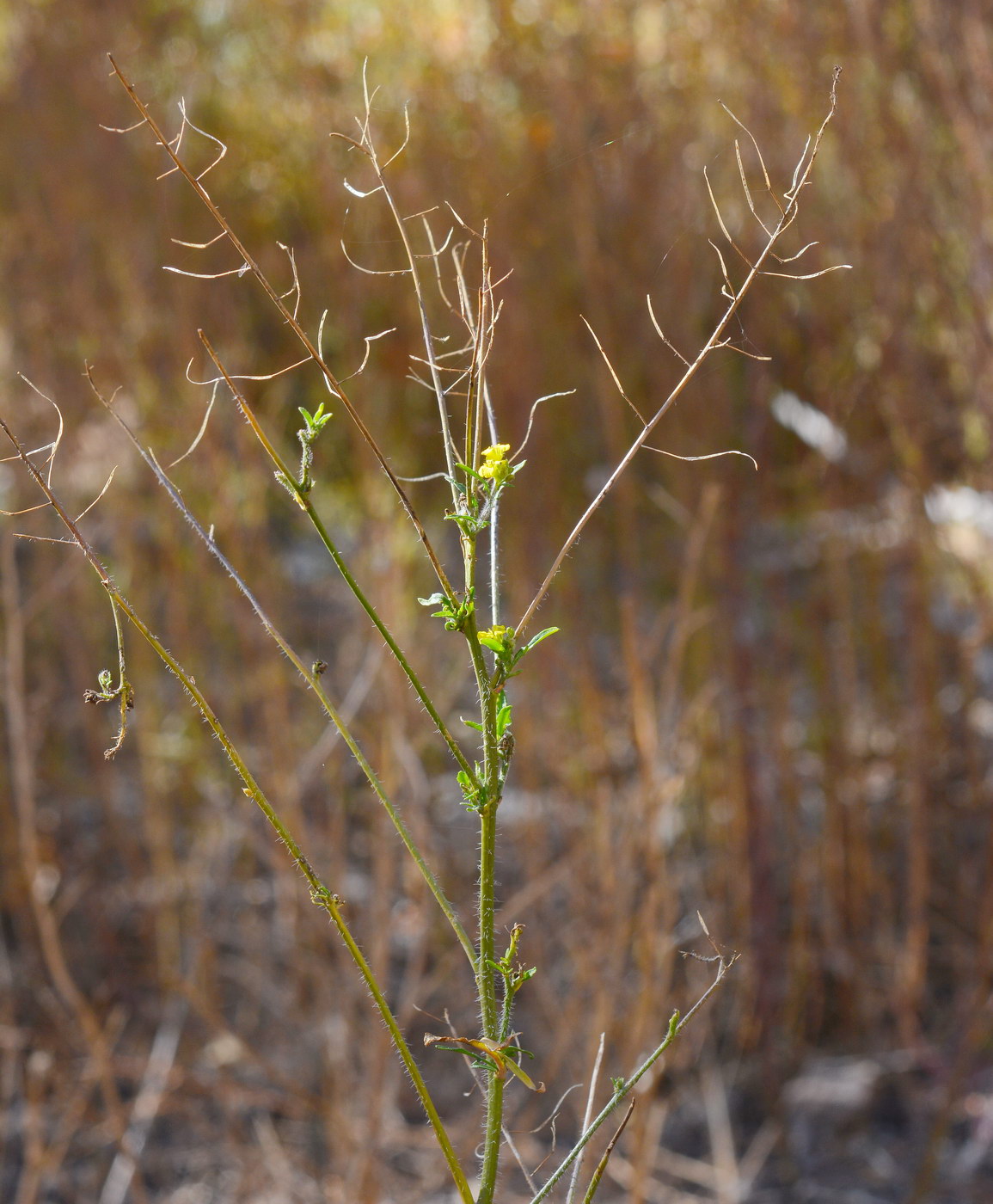 Image of Sisymbrium loeselii specimen.