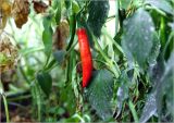 Capsicum annuum