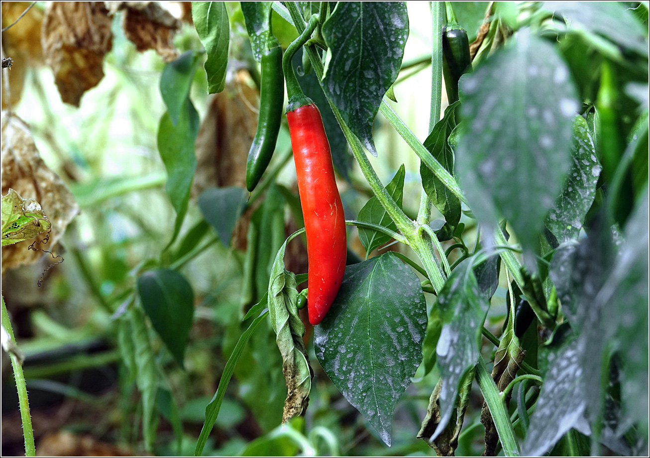 Изображение особи Capsicum annuum.