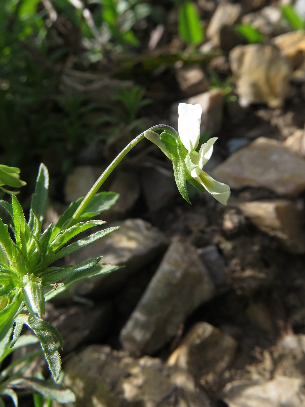 Image of Viola &times; contempta specimen.