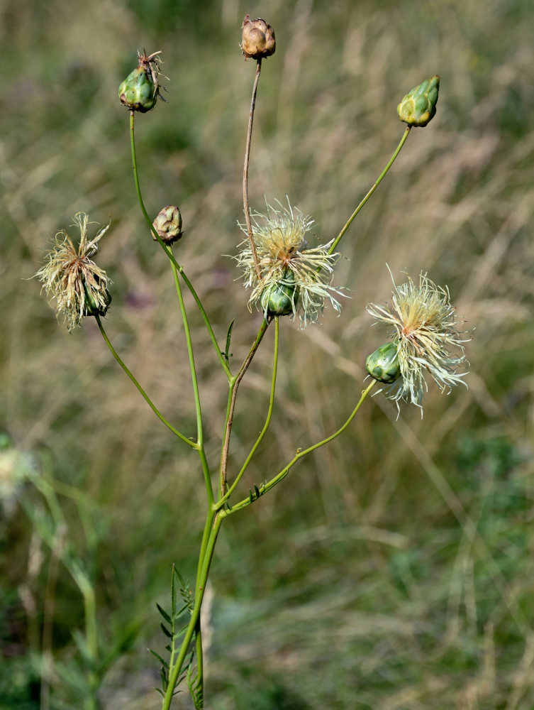 Image of Rhaponticoides ruthenica specimen.