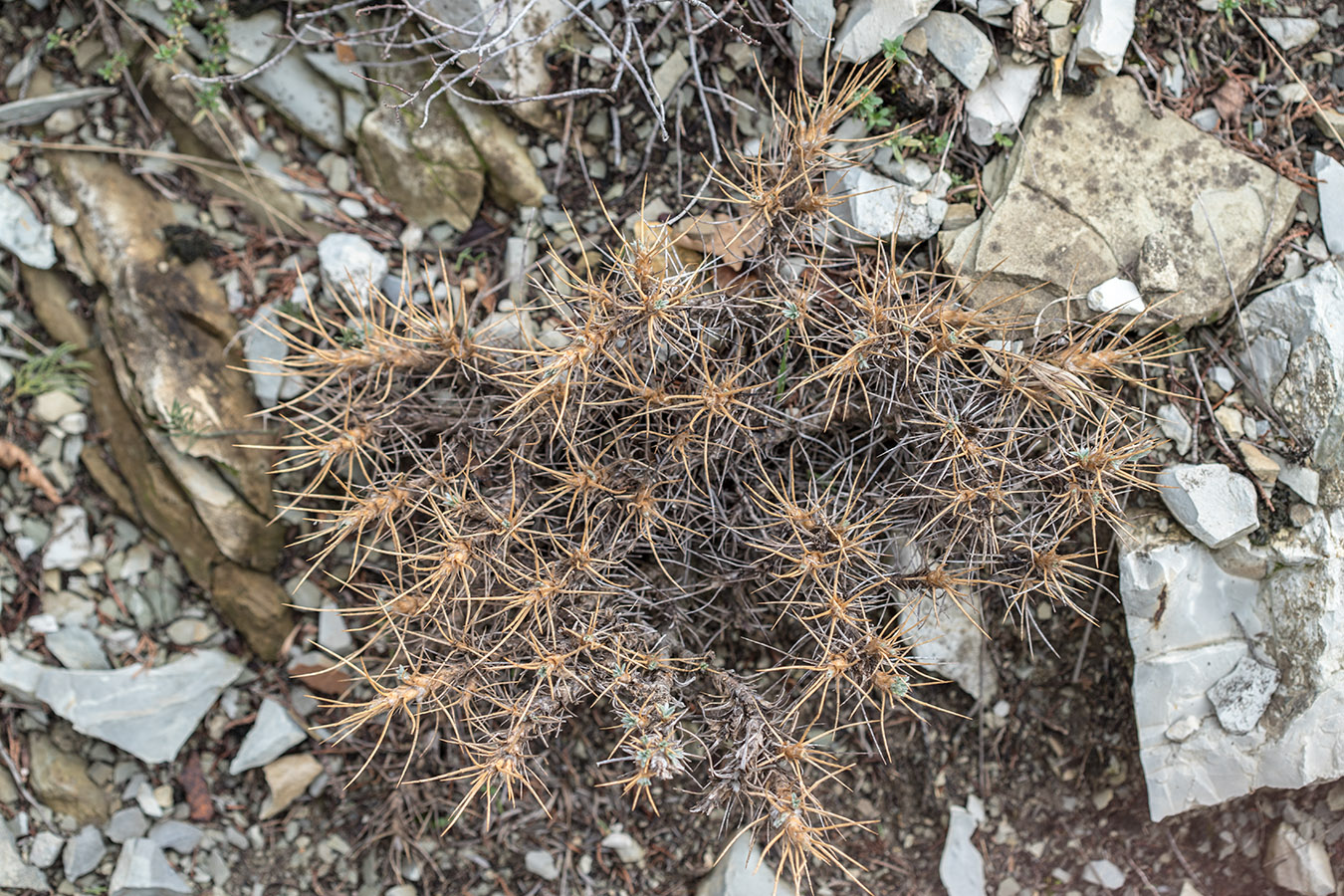 Изображение особи Astragalus arnacanthoides.