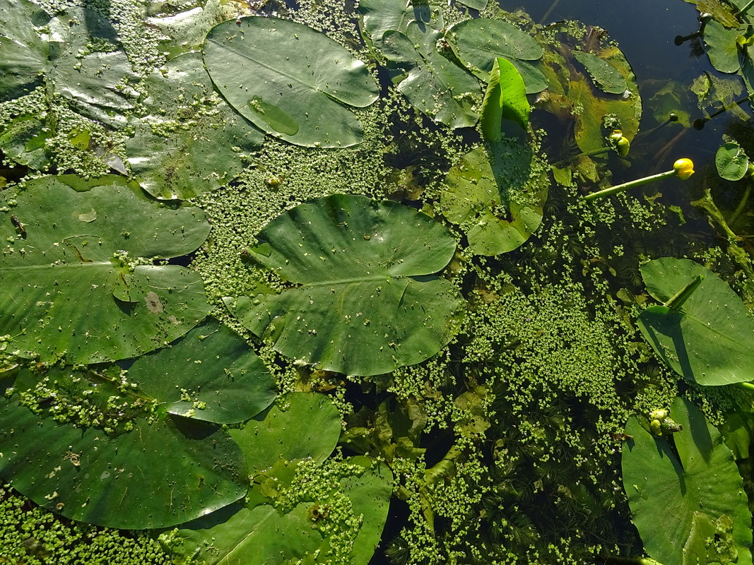 Image of Nuphar lutea specimen.