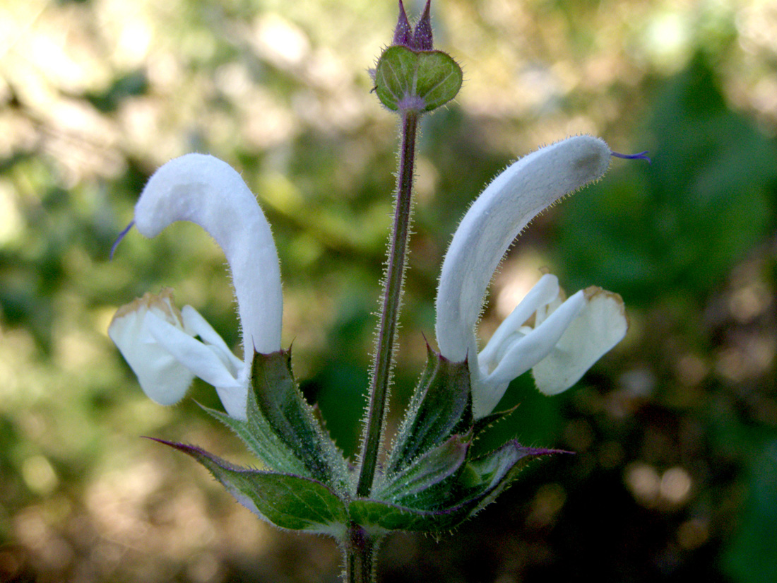 Изображение особи Salvia spinosa.