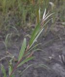 genus Salix. Верхушка веточки. Чечня, Шаройский р-н, левый берег р. Шароаргун в 2 км выше устья р. Кенхи, сухая протока. 11 августа 2023 г.
