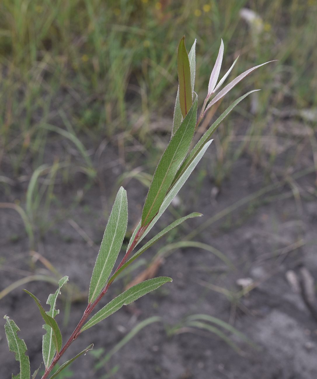 Image of genus Salix specimen.