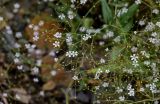 Gypsophila elegans. Часть соцветия. Армения, обл. Лори, г. Алаверди, ≈ 900 м н.у.м., каменистый склон. 24.06.2022.