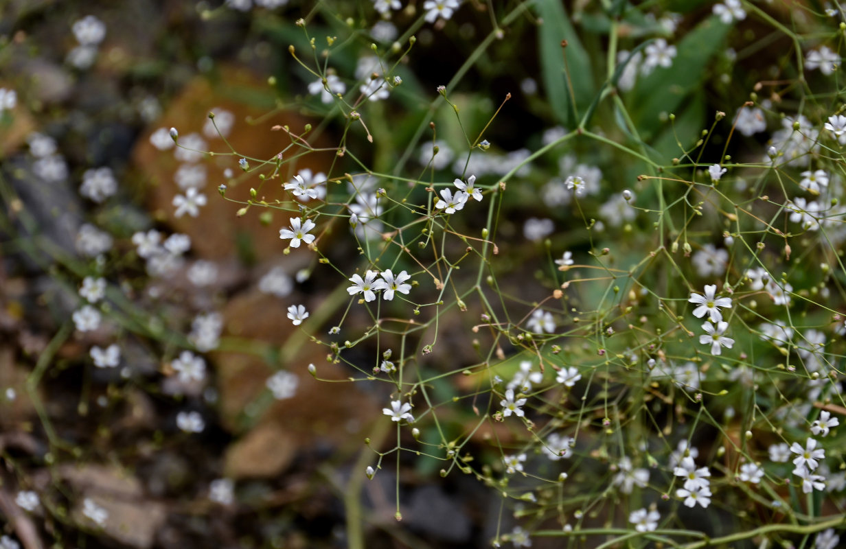 Изображение особи Gypsophila elegans.