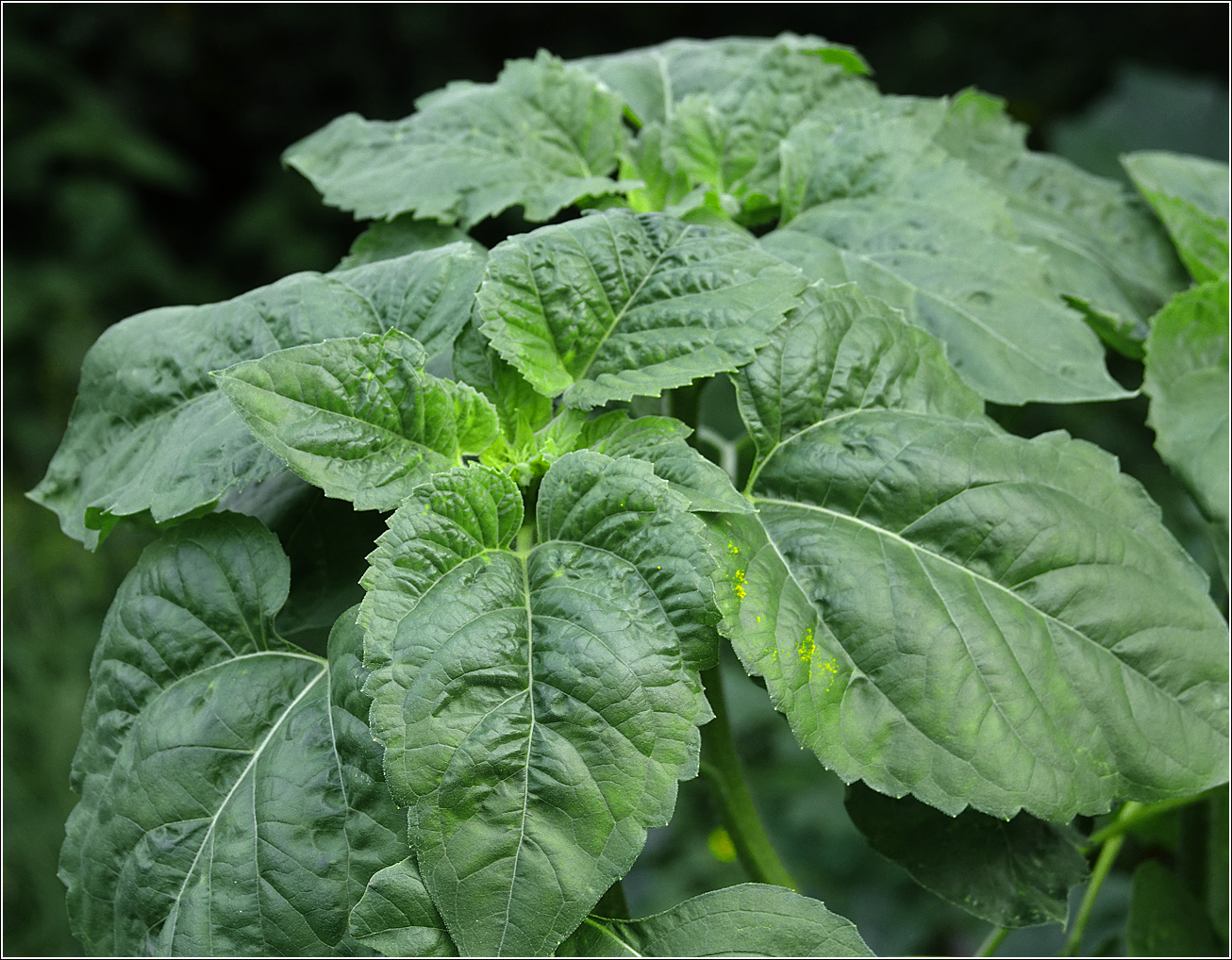 Image of Helianthus annuus specimen.