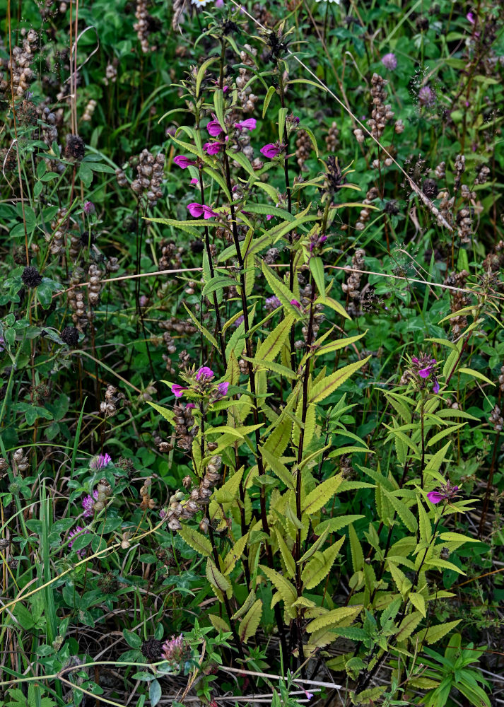 Изображение особи Pedicularis resupinata.