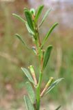 Lythrum tribracteatum. Верхушка плодоносящего растения. Крым, Симферополь, западный берег Симферопольского вдхр. 22.07.2018.