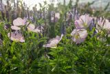 Oenothera speciosa. Верхушки побегов с цветками и бутонами. Израиль, г. Яффо, высокий берег Средиземного моря. 03.04.2024.