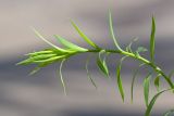 Image of taxon representative. Author is Зоя Эль