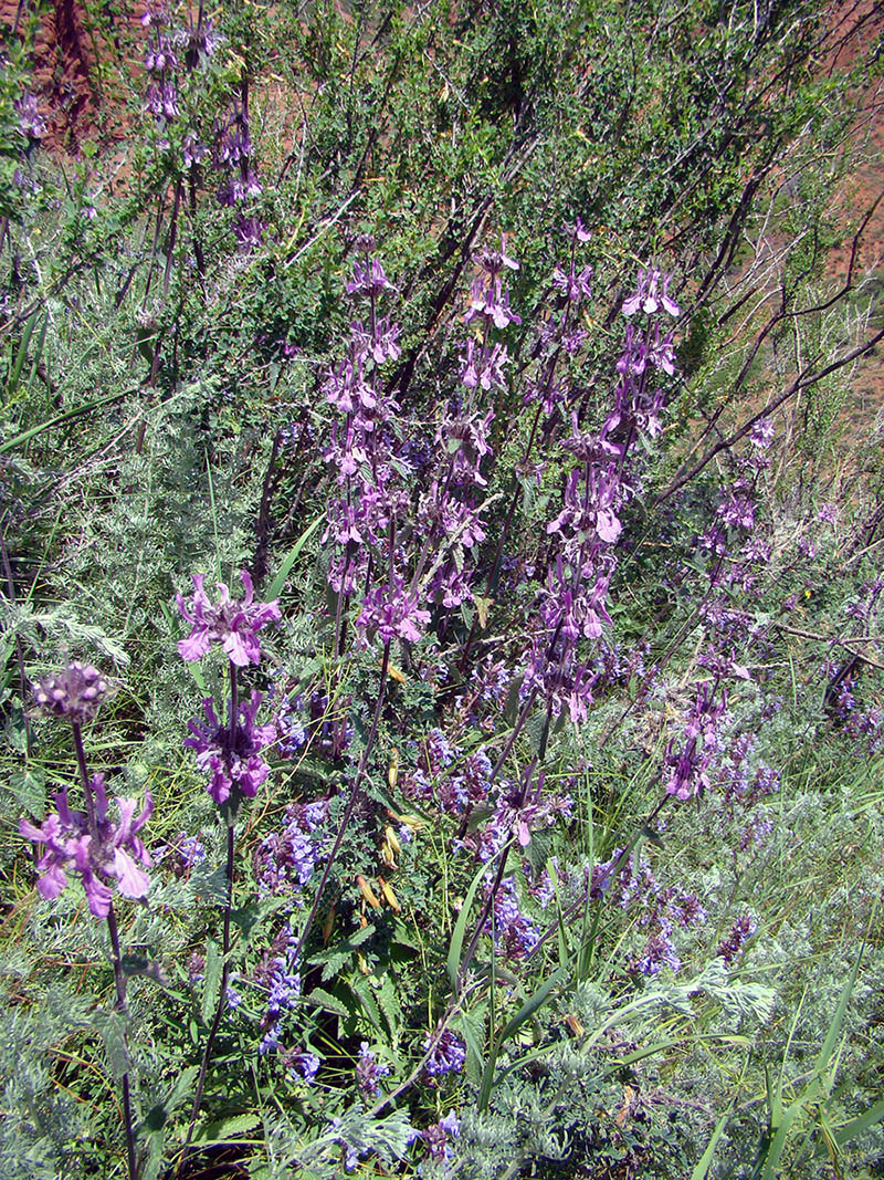 Изображение особи Metastachydium sagittatum.