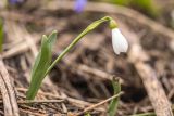 Galanthus alpinus. Цветущее растение. Адыгея, Майкопский р-н, плато Лаго-Наки, ≈ 1800 м н.у.м., склон балки, вблизи стаявшего снежника. 30.04.2024.