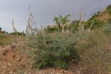 Onobrychis pallasii
