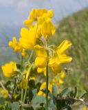 Coronilla coronata