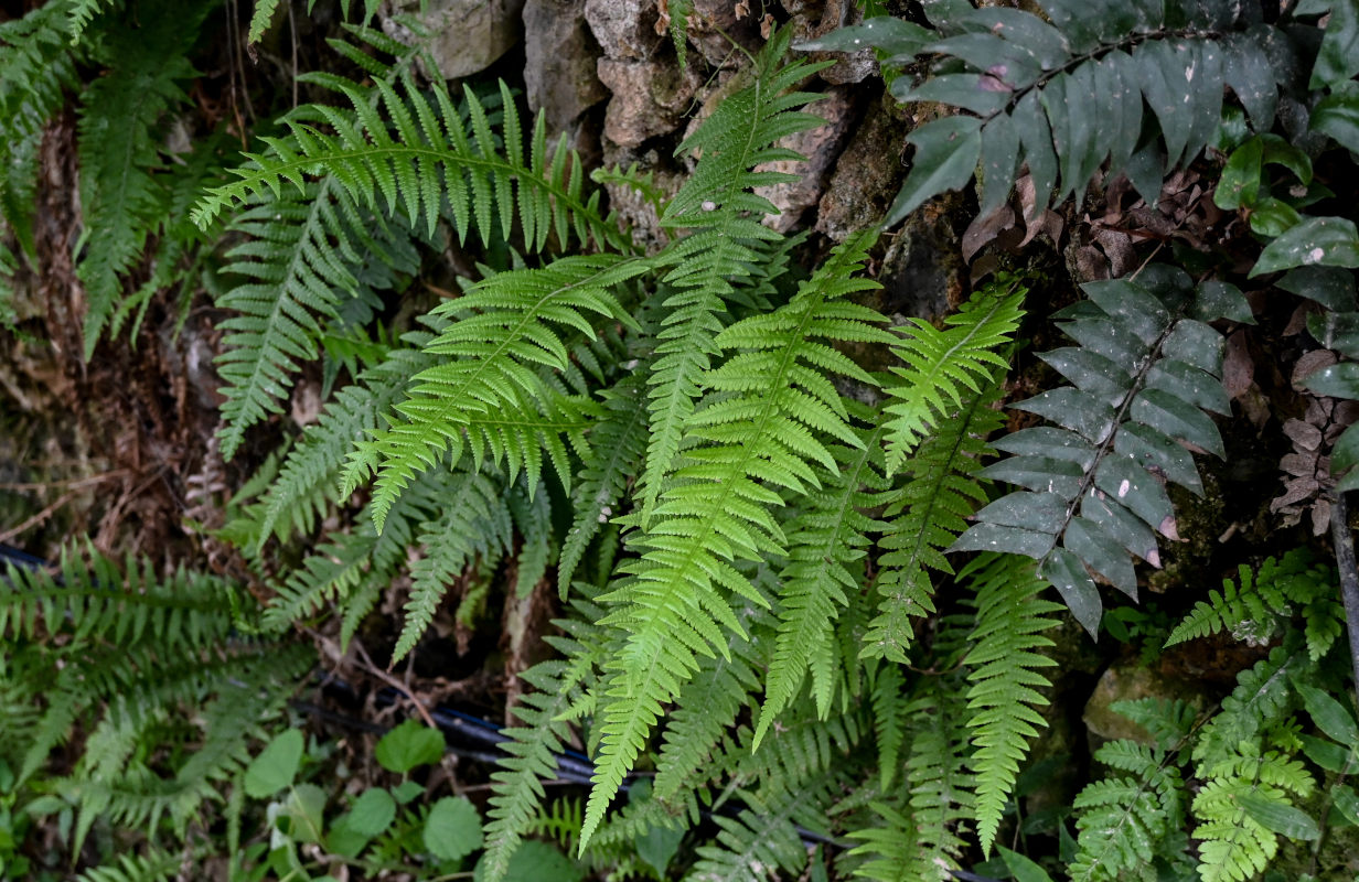 Image of Phegopteris decursive-pinnata specimen.