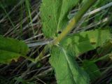 Salvia tesquicola