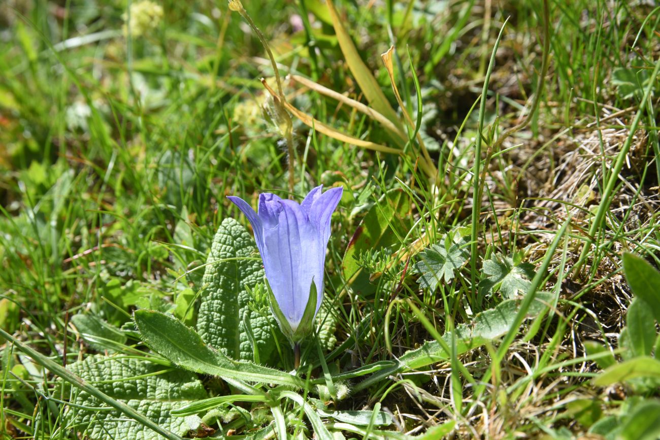 Изображение особи род Campanula.